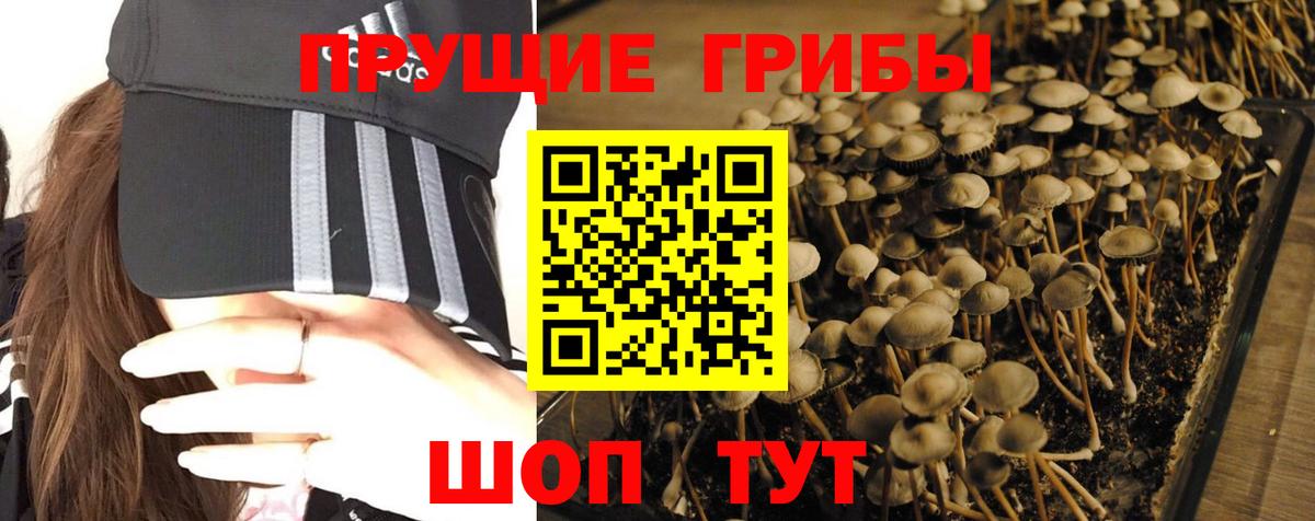 Галлюциногенные грибы Psilocybine cubensis Кузнецк